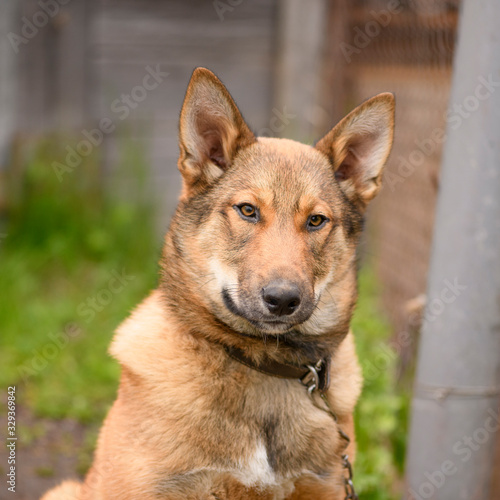 The good guard dog is in yard. © Ирина Орлова