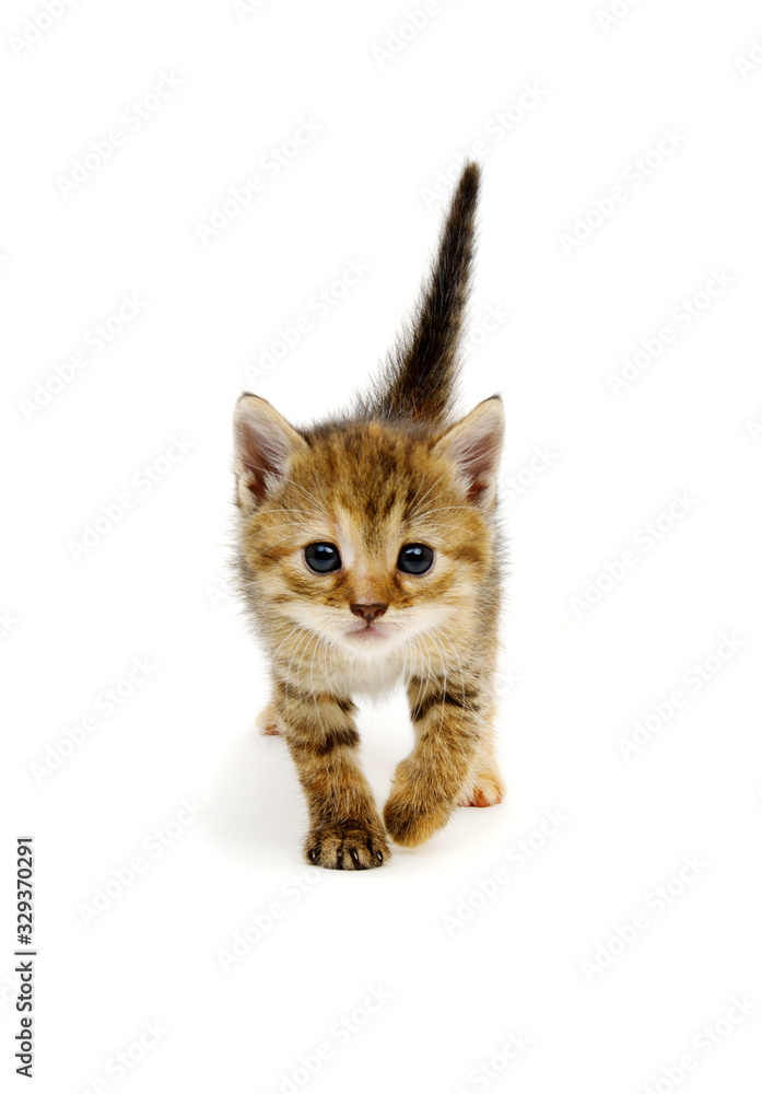 Fototapeta premium Small brown kitten isolated on white