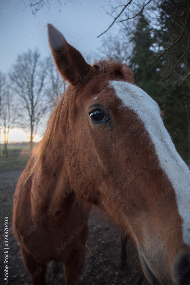 horse farm in Netherlands