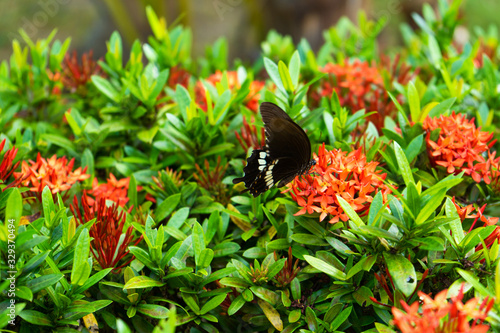 Incredibly beautiful day tropical butterfly Papilio maackii pollinates flowers. Black-white butterfly drinks nectar from flowers. Colors and beauty of nature photo