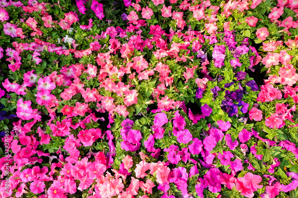 small flowers plant on ground ,mini garden concept. small flowers plant on ground ,mini garden concept.