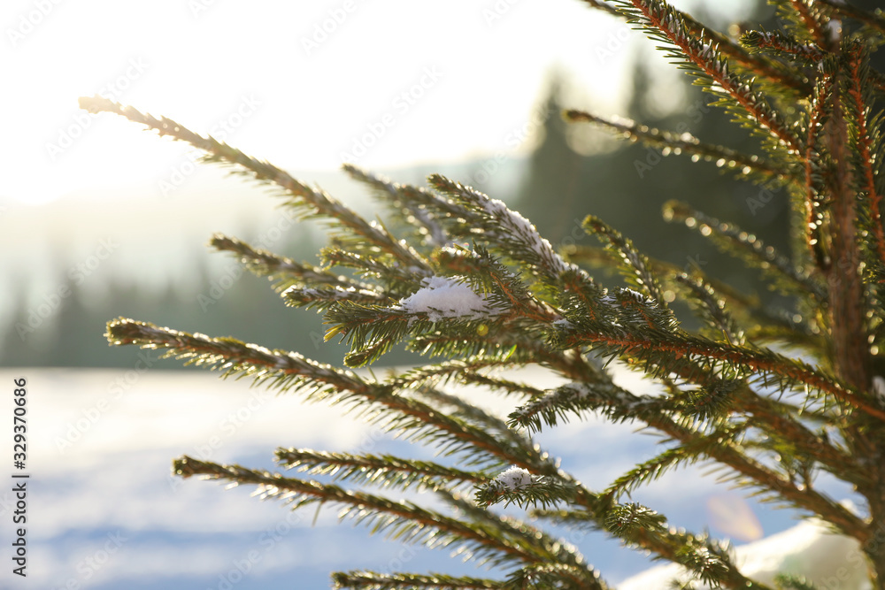 Fir branches covered with snow in winter forest, closeup
