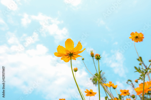 Yellow Cosmos flowers field at out door with blue sky  nature background.