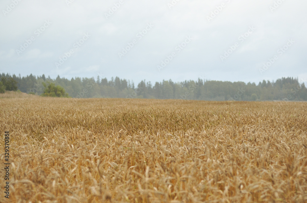 Yellow wheat spikes in the field in rainy autumn day