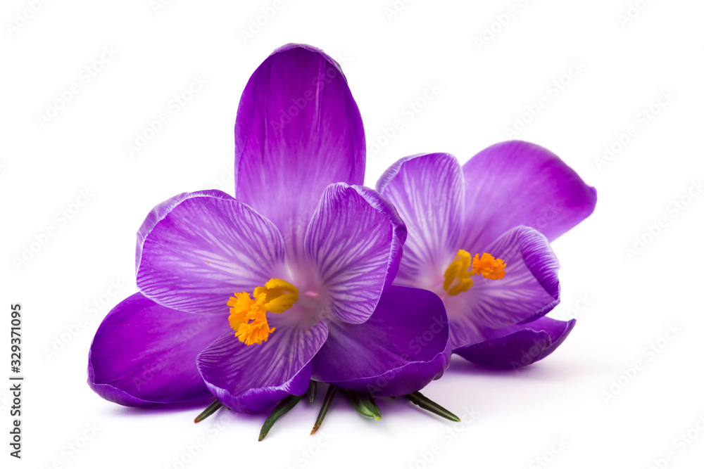 Obraz premium crocus - one of the first spring flowers