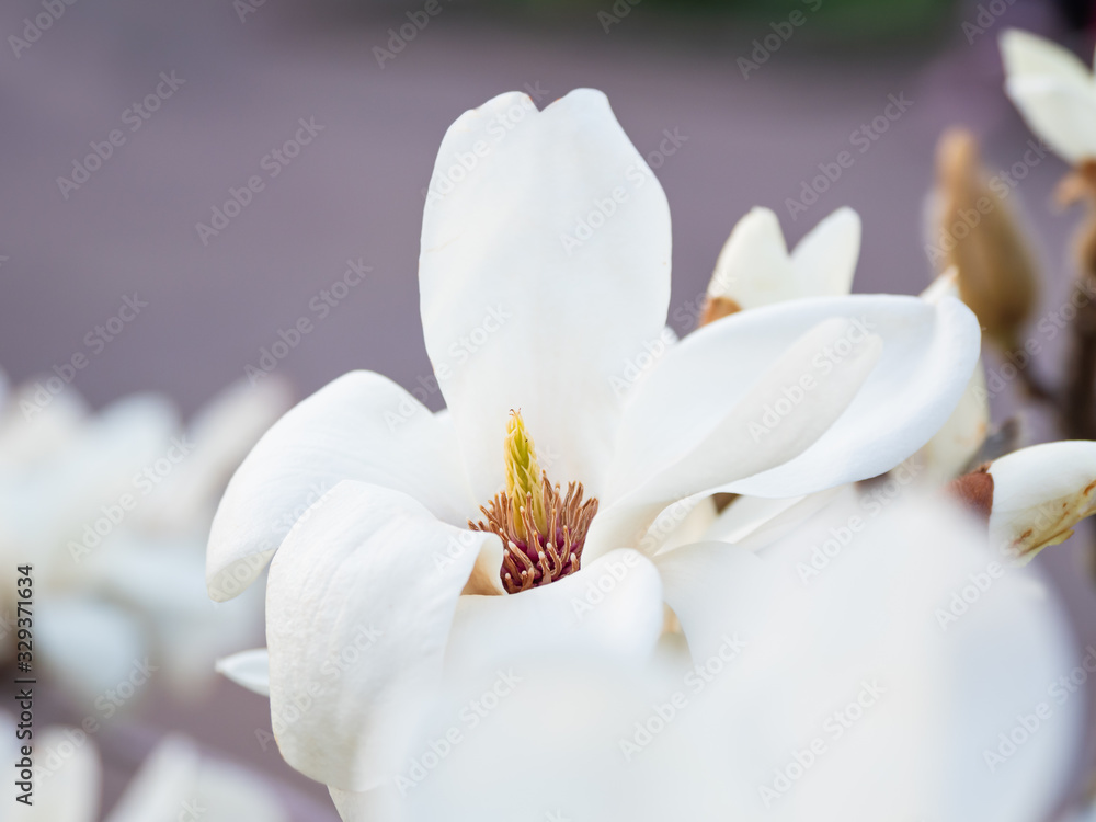Blooming magnolia. Natural spring background with big beautiful white flower. Blooming magnolia. Natural spring background with big beautiful white flower.