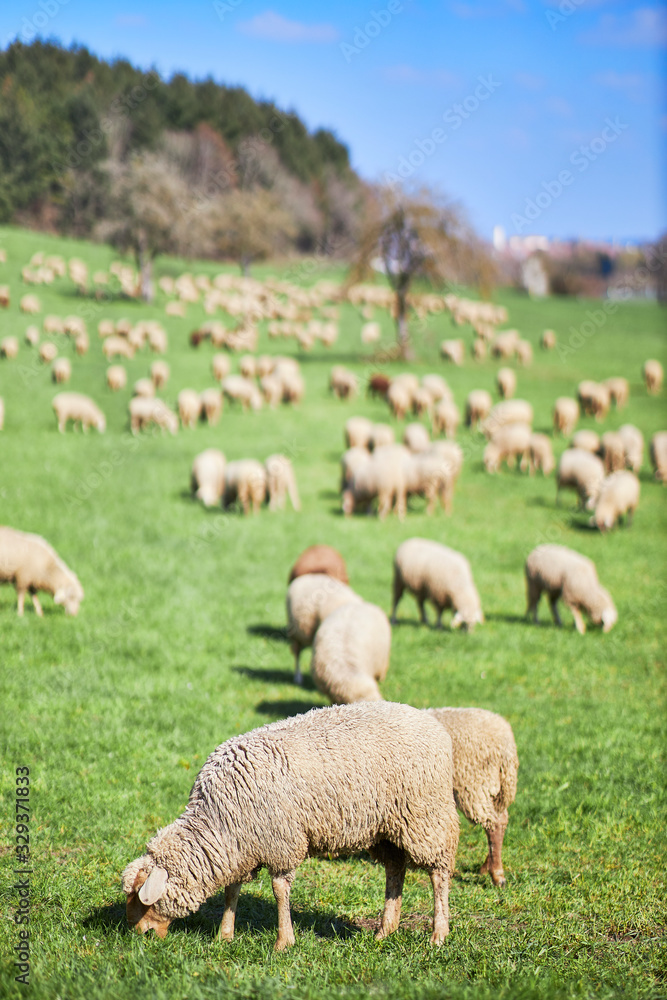 Schafherde im Frühling auf einer Weide im Bodenseekreis