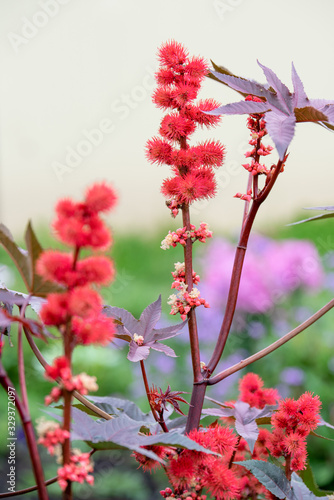 Photos Castor oil plant with red prickly fruits and colorful leaves