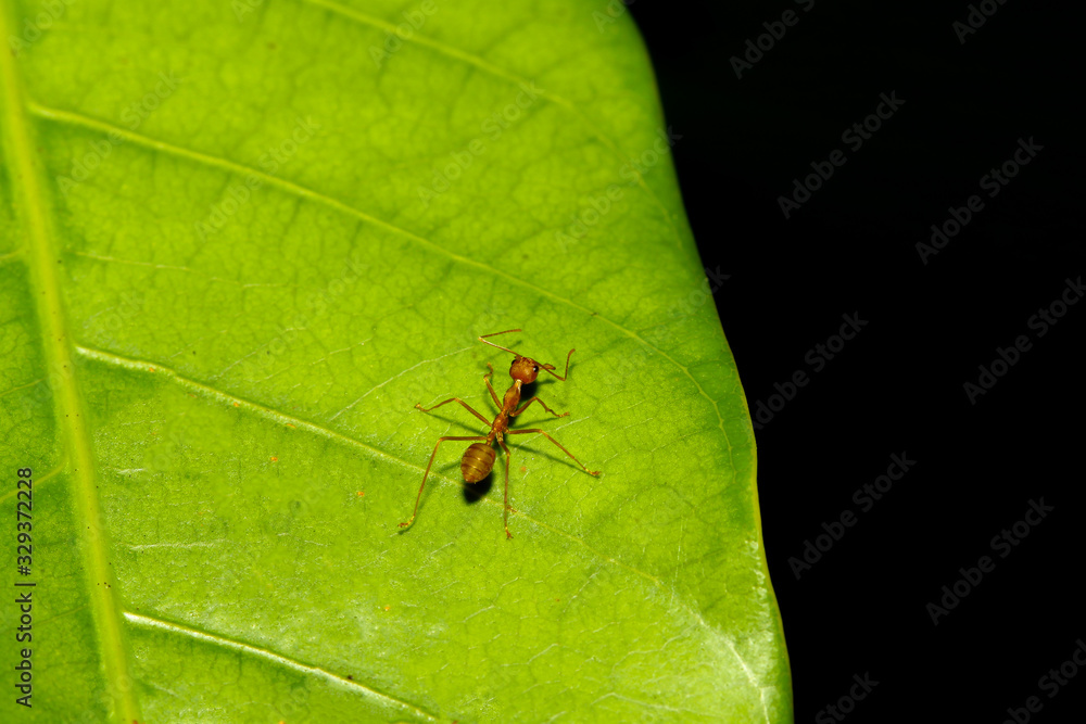 Close up red ant on green leaf in nature at thailand Close up red ant on green leaf in nature at thailand