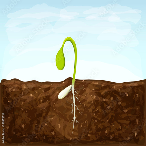sprouting seed of vegetable. sprout in soil with seed and underground roots system. young green shoot vector illustration. spring seedling growth. Symbol of development. eco gardening or farming