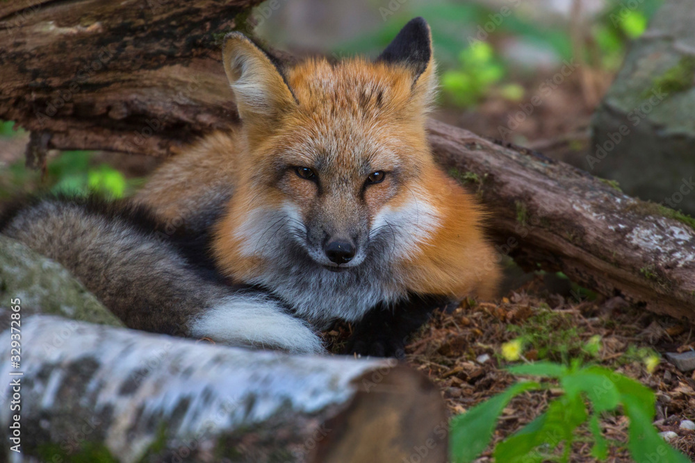Naklejka premium Rotfuchs (Vulpes vulpes) ruht im Wald
