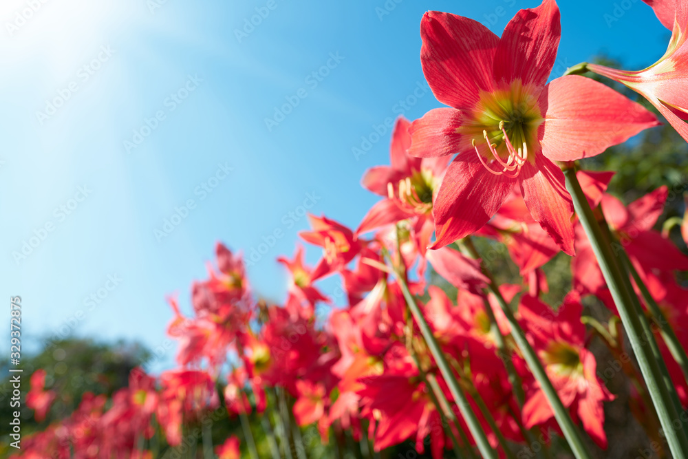     Red flowers and bright sky in spring                           