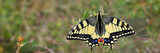 Schwalbenschwanz (Papilio machaon) Schmetterling sitzt auf Pflanze, Panorama