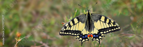 Schwalbenschwanz (Papilio machaon) Schmetterling sitzt auf Pflanze, Panorama photo