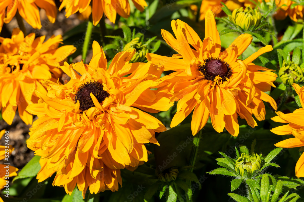 Rudbeckia hirta 'Goldilocks' a yellow orange herbaceous perennial summer autumn flower plant commonly known as Black Eyed Susan or Coneflower stock photo Rudbeckia hirta 'Goldilocks' a yellow orange herbaceous perennial summer autumn flower plant commonly known as Black Eyed Susan or Coneflower stock photo