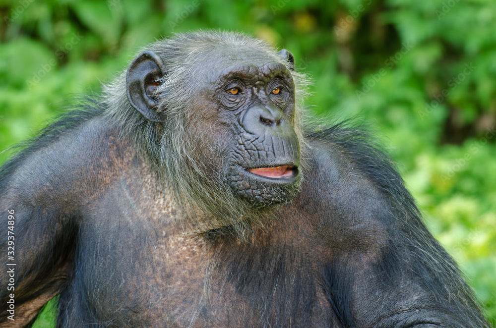Portrait of a chimpanzee (Pan trodglodytes) Portrait of a chimpanzee (Pan trodglodytes)