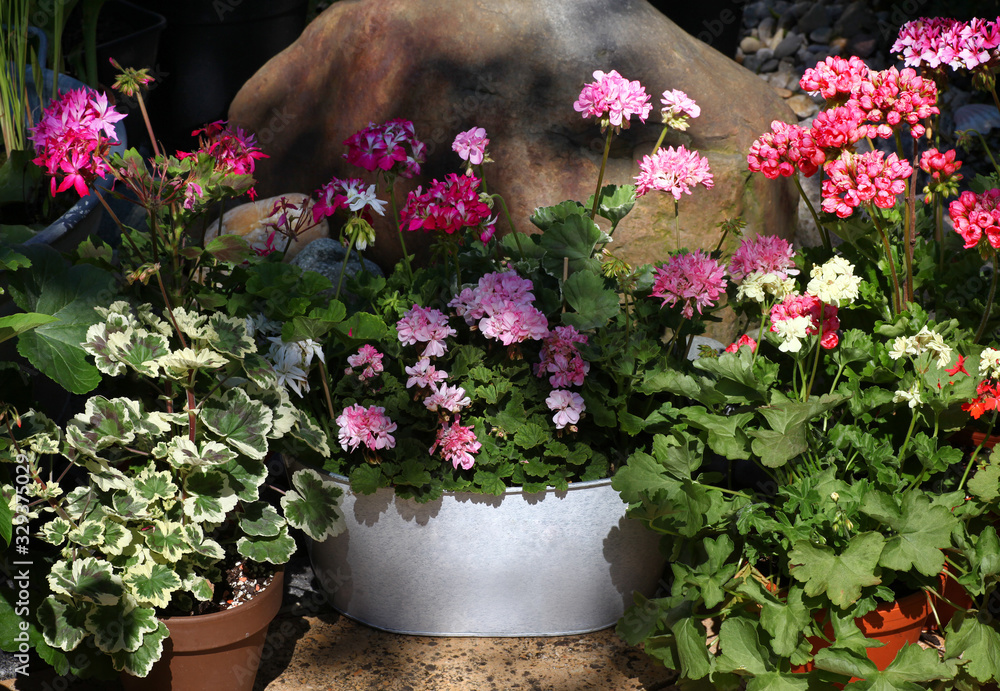 Beautiful Pelargonium flowers in metal containers are sitting in front