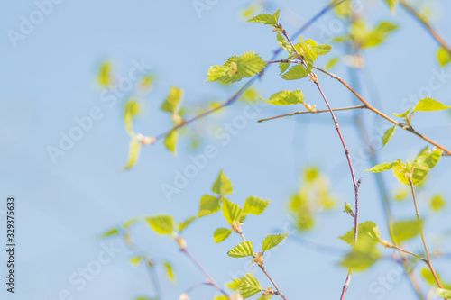 Spring branches with young green leaves in the blue sky