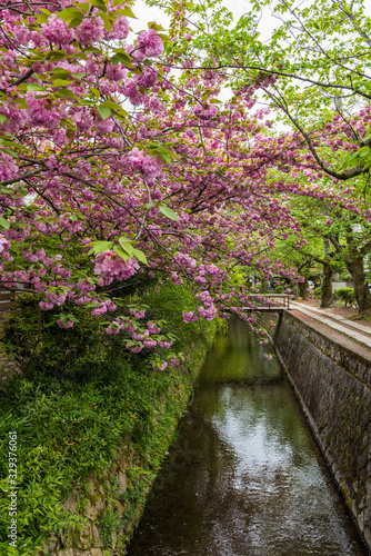Sakura Cherry Blossom Tree blooming in Kyoto streets in Japan © Visionsi
