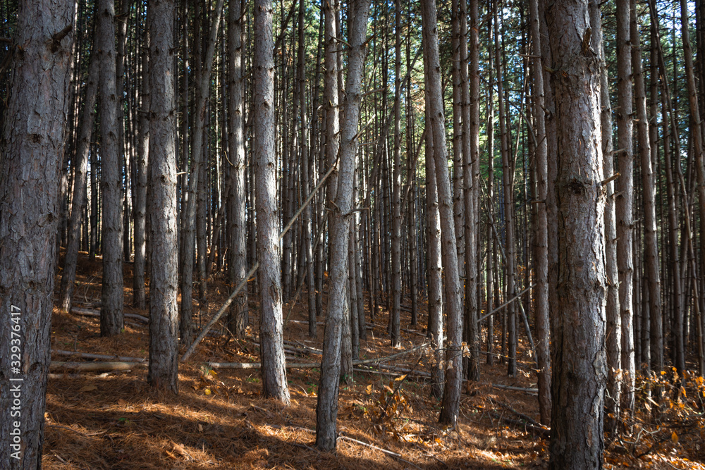 Forest pano Forest pano