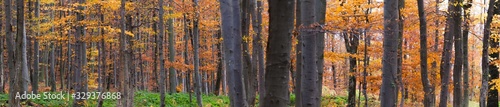 Forest pano