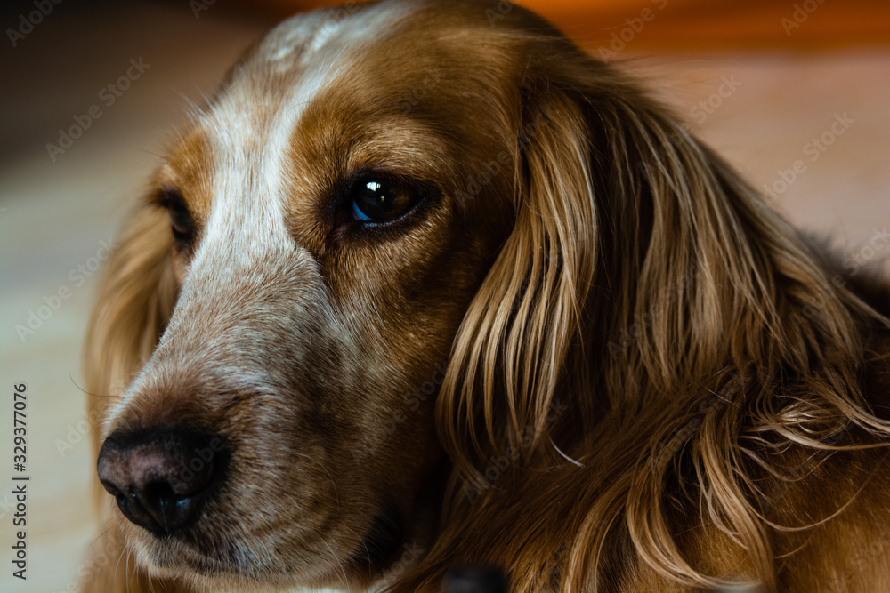 Beautiful hunting spaniel dog with brown spots and dots Beautiful hunting spaniel dog with brown spots and dots