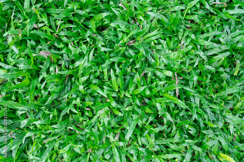 Top view of beautiful natural fresh green grass lawn, backyard, field texture background. Top view of beautiful natural fresh green grass lawn, backyard, field texture background.