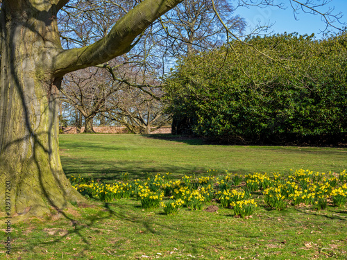 Daffodils flowering around the base of an ancient tree in the park at Beningbrough, North Yorkshire, England photo