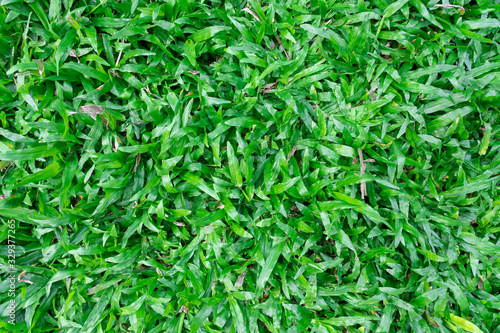 Top view of beautiful natural fresh green grass lawn, backyard, field texture background.