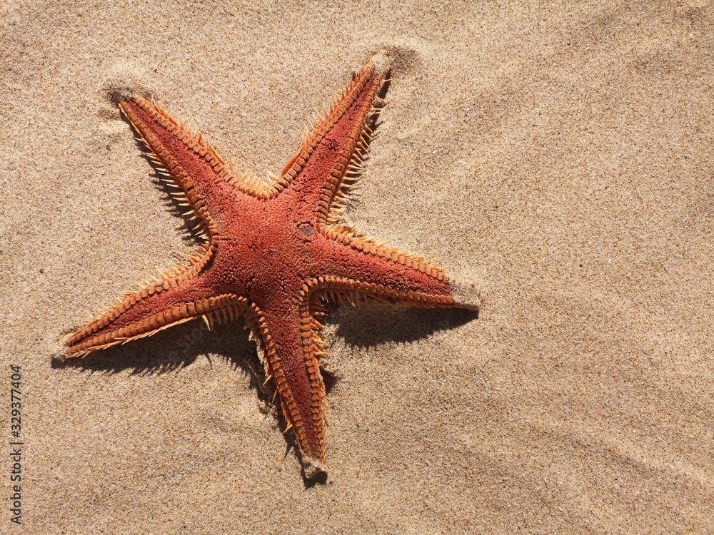 red starfish on the golden beach on sand red starfish on the golden beach on sand