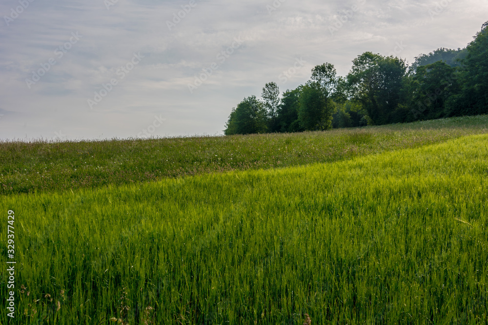 Peaceful landscape with green meadows.