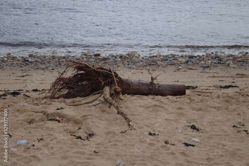 Drift wood on beach