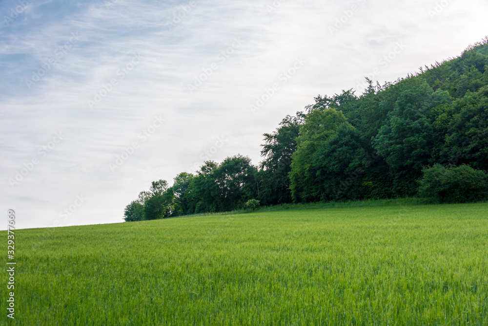 Peaceful landscape with green meadows.