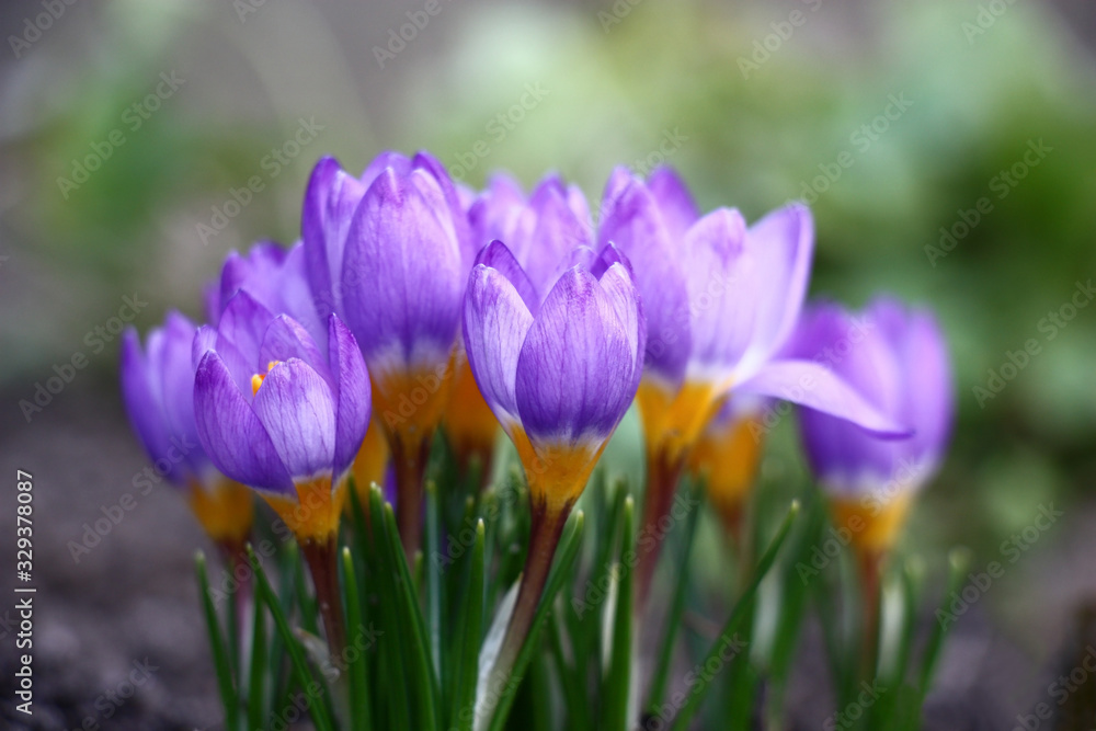 The group of harmonous crocuses with not opened buds waits for the spring sun. The group of harmonous crocuses with not opened buds waits for the spring sun.