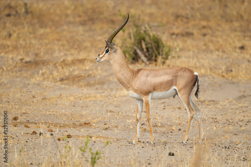 The Grant s gazelle is found in East Africa and lives in open grass plains and is frequently found in shrublands  it avoids areas with high grass where the visibility of predators is compromised.