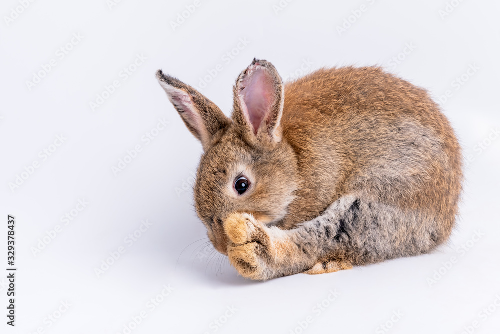 Brown furry rabbit with long ears and sparkling eyes, Bent on licking it own feet On white background, to easter and animal concept