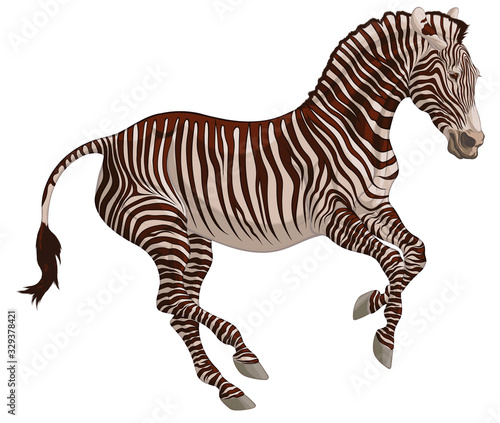 Colored illustration of a free galloping zebra. The young stallion excitedly pulled his ears back and moving at a fast pace. Vector clip art  decoration element for safari and wildlife tourism.