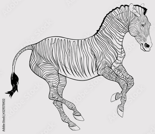 Linear illustration of a free galloping zebra. The young stallion excitedly pulled his ears back and moving at a fast pace. Vector clip art  decoration element for safari and wildlife tourism.