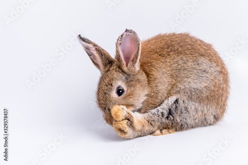 Brown furry rabbit with long ears and sparkling eyes, Bent on licking it own feet On white background, to easter and animal concept