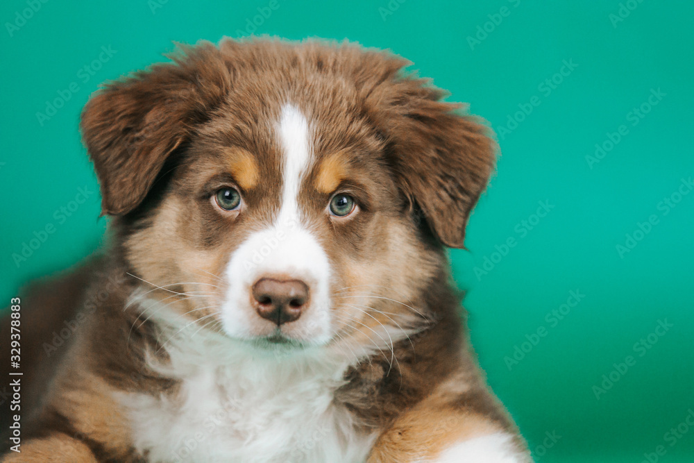 Australian shepherd puppy posing in the studio. Beautiful young aussie baby in blue background.	