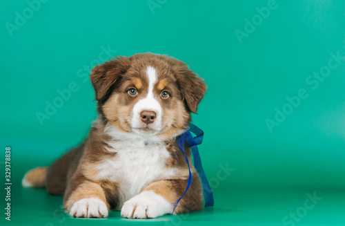 Australian shepherd puppy posing in the studio. Beautiful young aussie baby in blue background. 