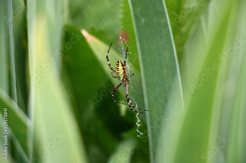On a web, original in a form, there is a spider argiope bruennichi. In total on an abstract green background of leaves of an iris.