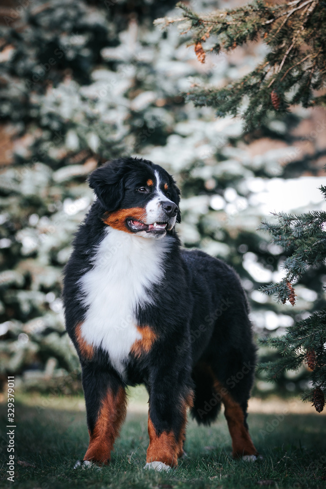 Bernese mountain dog in the forest.	