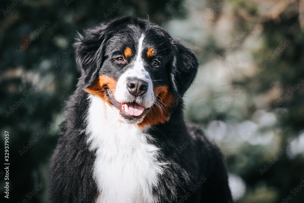 Bernese mountain dog in the park. 