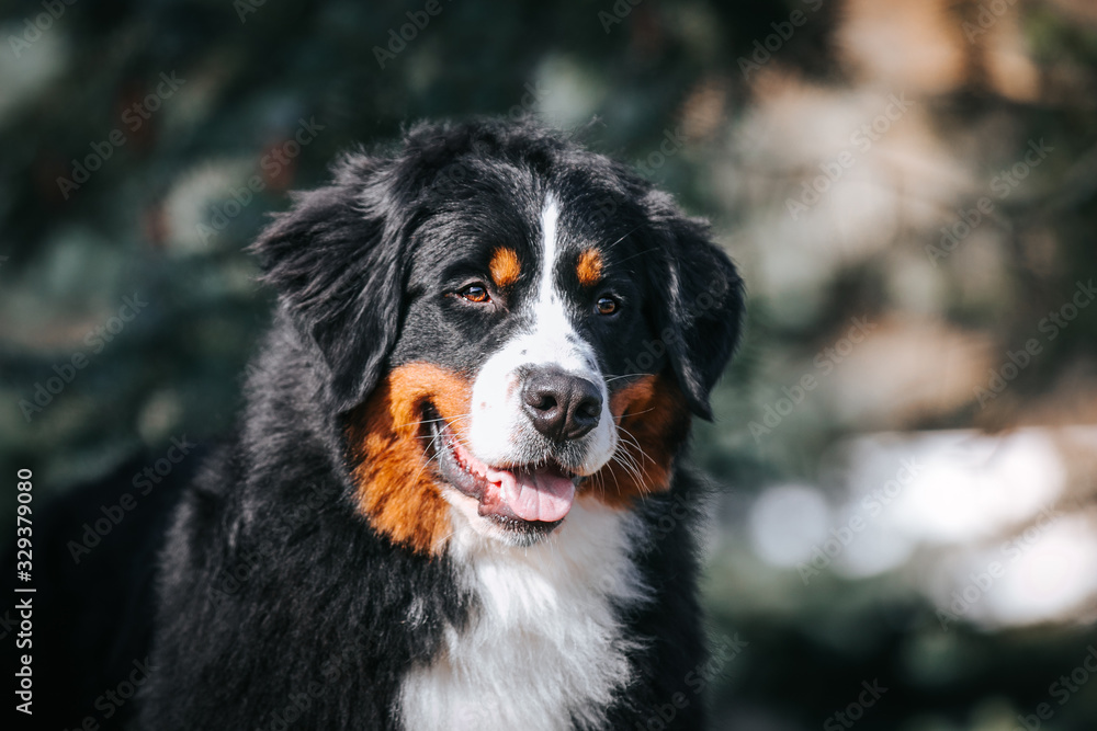 Bernese mountain dog in the park. 