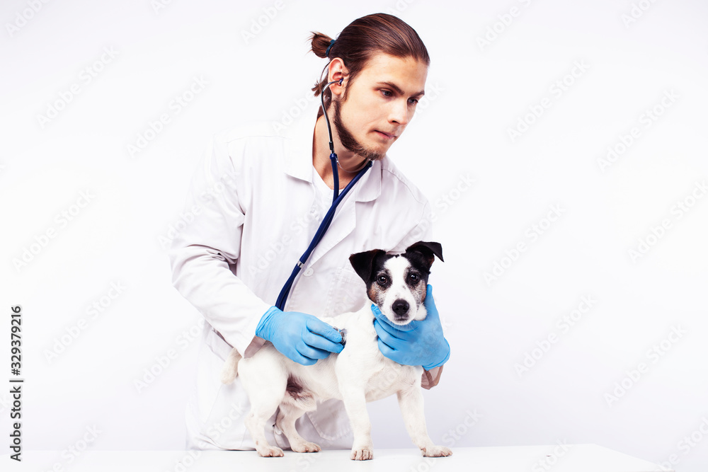 young veterinarian doctor in blue gloves examine little cute dog jack russell isolated on white background, animal healthcare concept