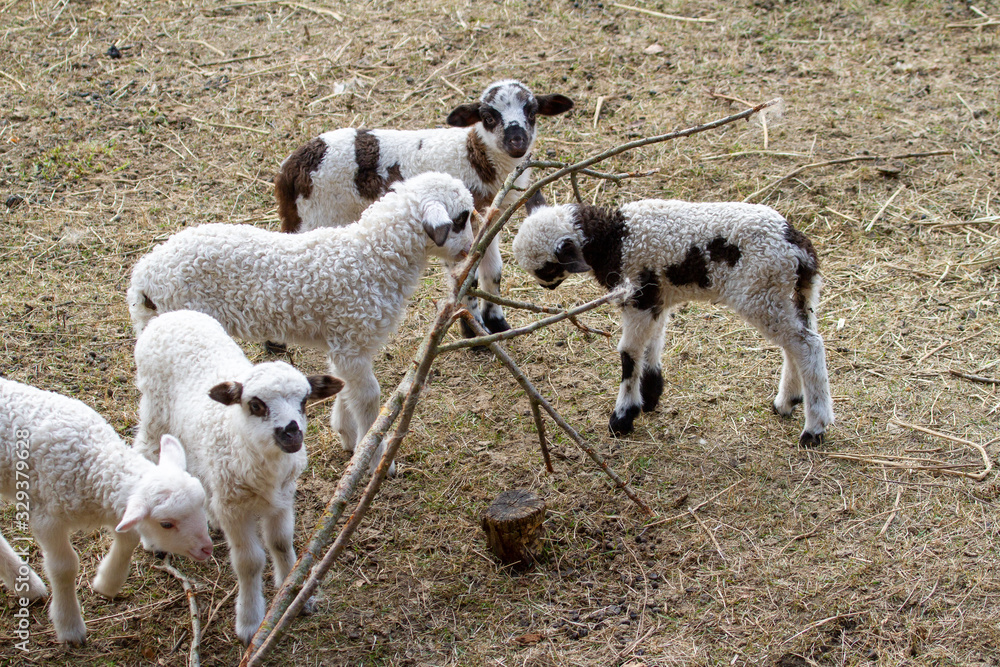 15/5000 Lambs in the game 15/5000 Lambs in the game