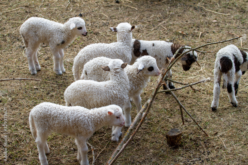 Fototapeta premium 15/5000 Lambs in the game