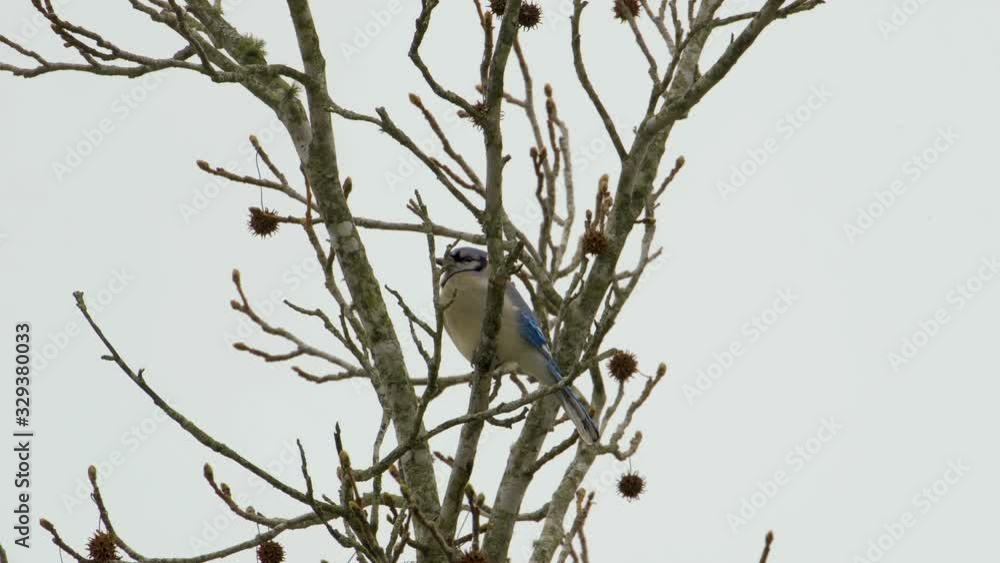 A bluejay, sitting in a distant treetop during late winter in South Carolina. Medium-wide. A bluejay, sitting in a distant treetop during late winter in South Carolina. Medium-wide.