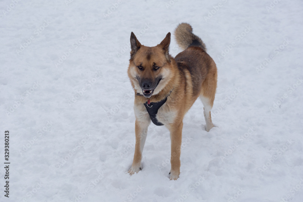 Cute multibred dog is standing on a white snow in the winter park.